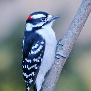 IMG 2712 - Version 3 - Version 2